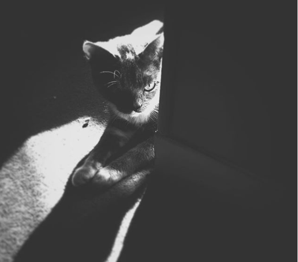 Pittsburgh: The Stray