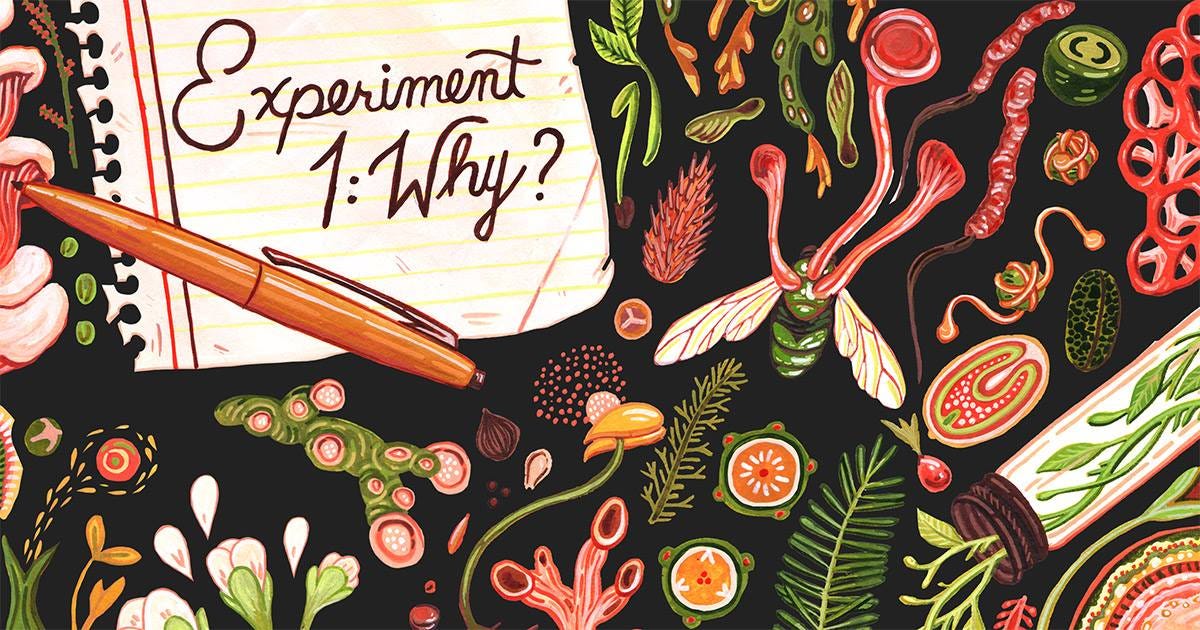 Calgary: Experiment 1: Why?