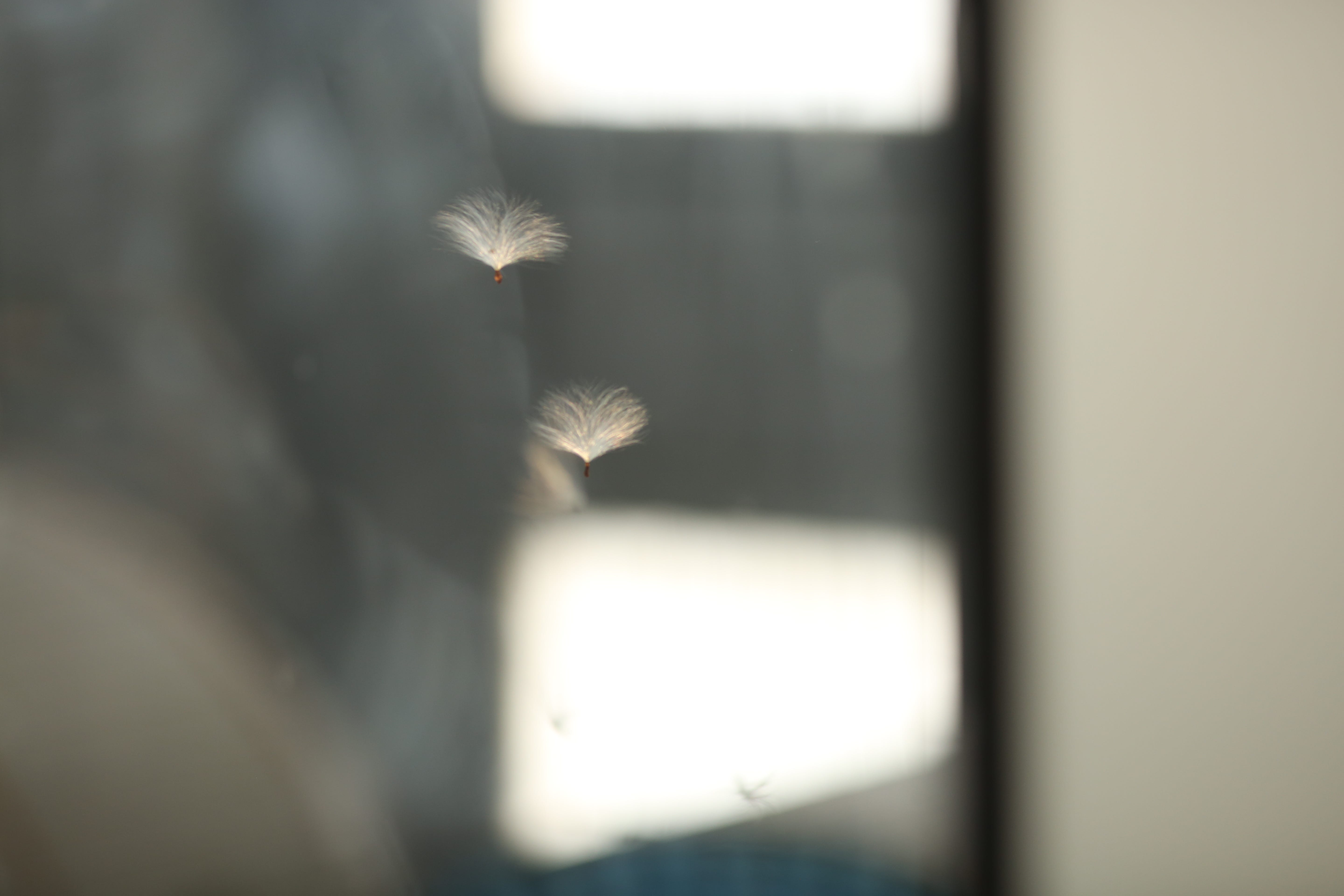 The Art Department Crafts A Moment of Fleeting Joy in LA With ‘Dandelions’ (The NoPro Review)