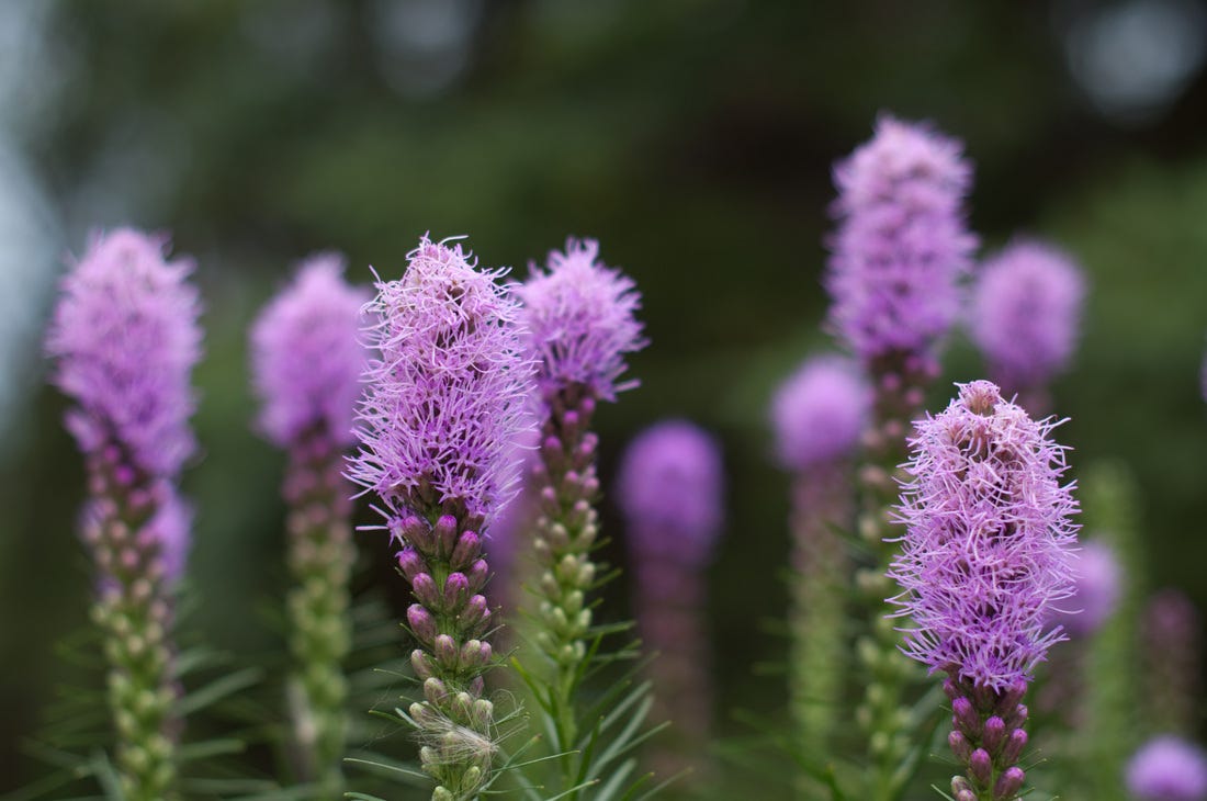 Sheboygan, Wisconsin: The Secret Garden