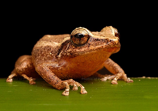 NYC: La Canción en la Tormenta: The Coquí’s Quest